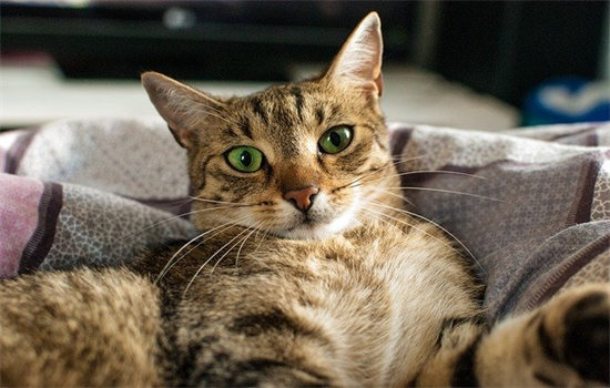 关于猫咪爪子的四个常识