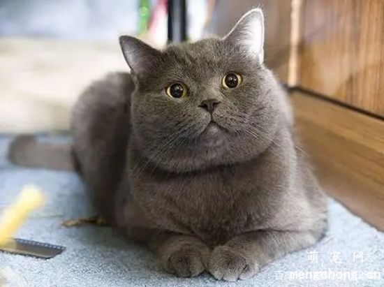 养一只英短蓝猫是种什么体验？