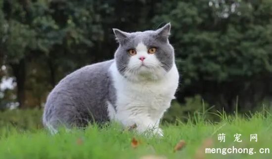 养一只英短蓝猫是种什么体验？