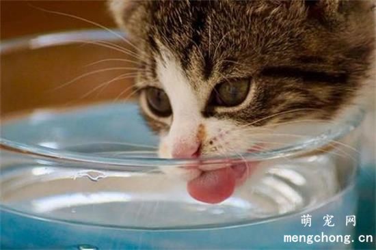 养小奶猫的注意事项