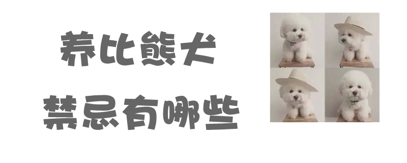 养比熊犬的忌讳有哪些