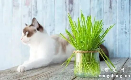 养猫一定要必备猫草吗?(猫草对养猫有啥好处?)