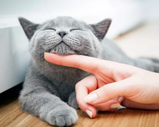 养猫不会撸？6招教你正确撸猫，铲屎官必看