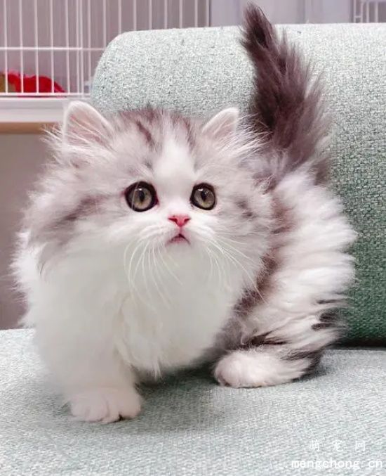 养猫人必须知道的15个养猫小知识
