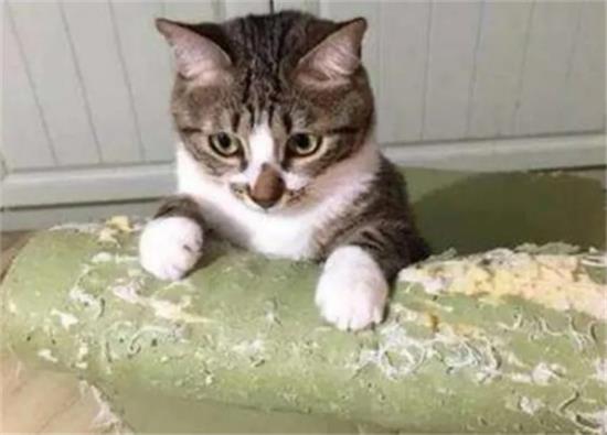 养猫后的7大烦恼，快来看看你都经历过几个？