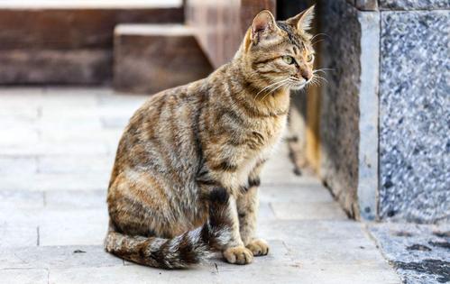 养猫咪后把猫砂盆放哪比较好
