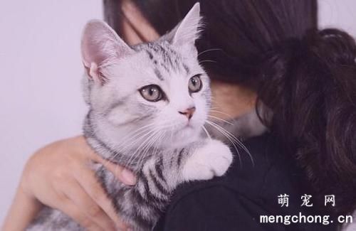 养猫咪有什么好处？