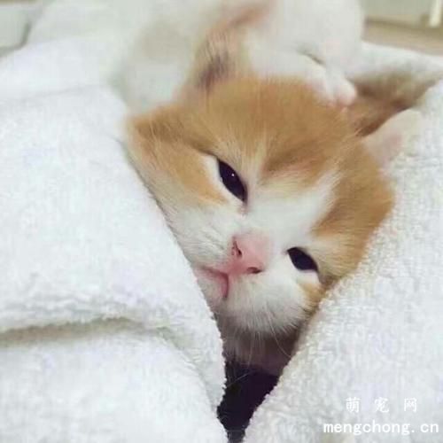 养猫咪要注意些什么