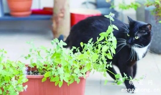 养猫家里可以放什么花?