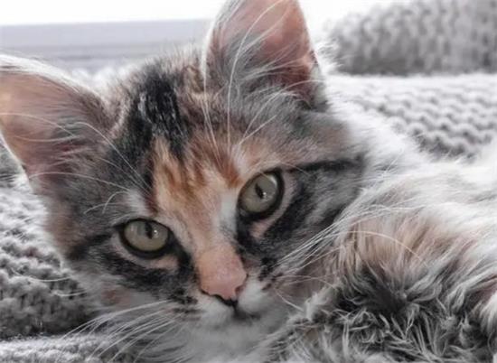 养猫家里有绿萝？别担心，让它们和谐共处！