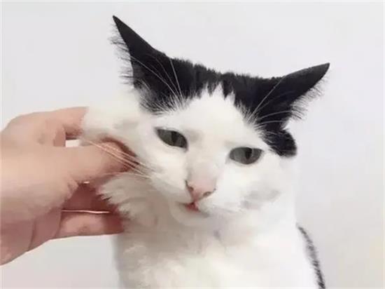 养猫必备：30条猫咪小知识，新手必看
