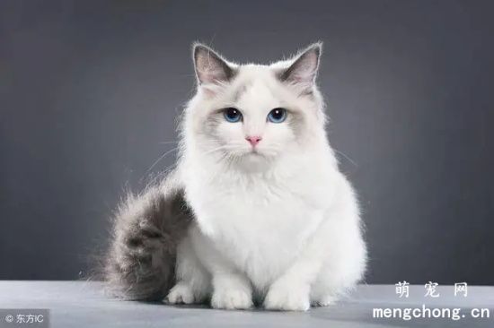 养猫性格分析，啥人养啥猫，你看准不准