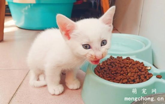 养第二只猫咪注意什么?