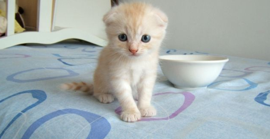 养苏格兰折耳猫需要注意什么