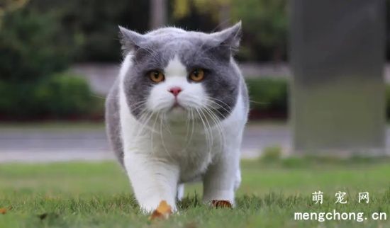 养英短猫，选“公的”还是“母的”好？