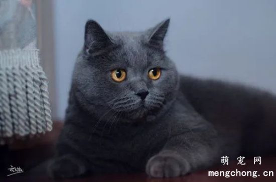 养英短猫，选“公的”还是“母的”好？