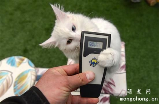 养过一只爱挠人的猫是种什么体验?
