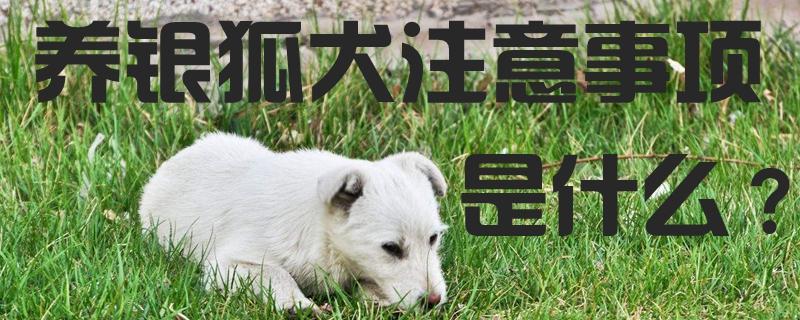 养银狐犬的注沉事项是什么