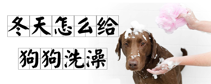 冬天怎样给狗狗沐浴