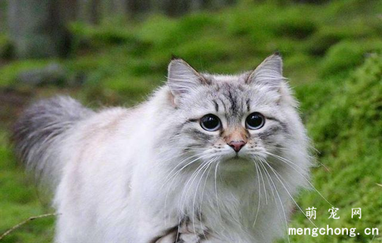 冬天猫咪鼻子干正常吗