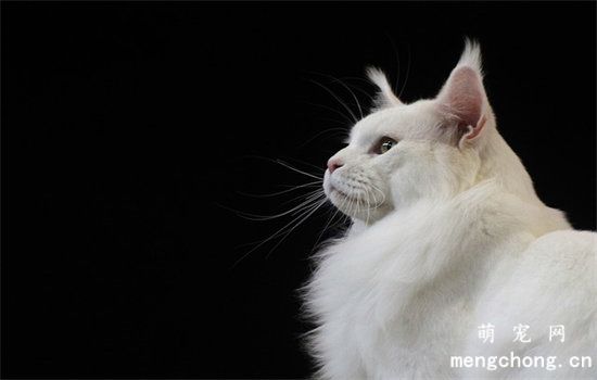 冬天猫掉毛严重怎么办
