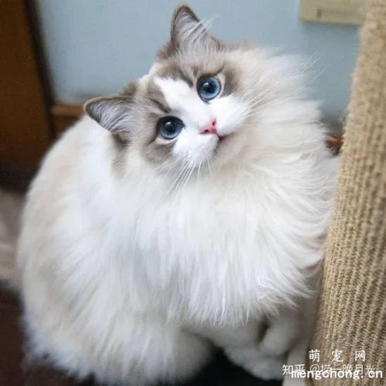 几种寿命比较长的猫咪品种介绍