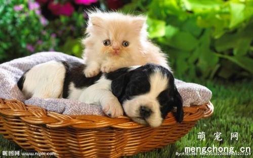刚买回来的猫咪不吃东西怎么办？