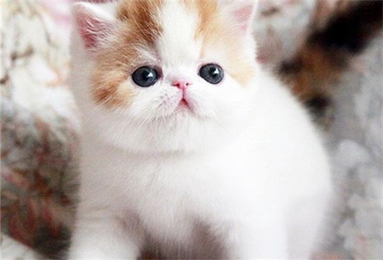 刚出生几天的猫咪体温低不喝奶是怎么回事？