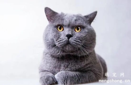 刚出生小猫怎样辨别猫咪的公母？