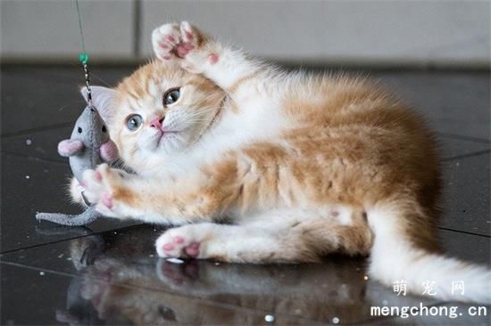 刚出生小猫身上有跳蚤怎么办