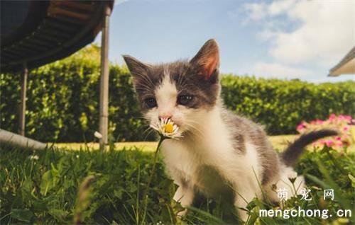 刚出生的小奶猫怎么人工喂养