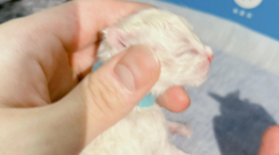 刚出生的小猫不会吃奶怎么办