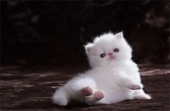刚出生的小猫不动了怎么抢救