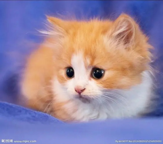 刚出生的小猫可以喝豆奶粉吗