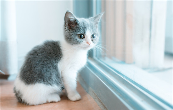 刚出生的小猫可以喝豆浆吗