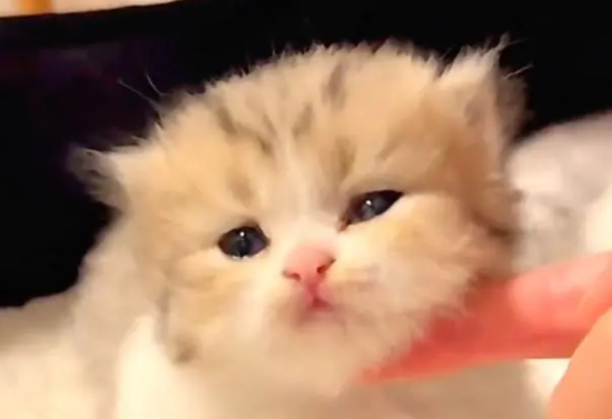 刚出生的小猫吃什么