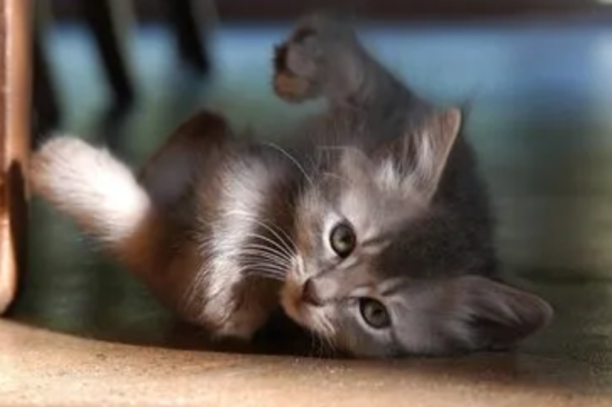 刚出生的小猫咪怎么照顾