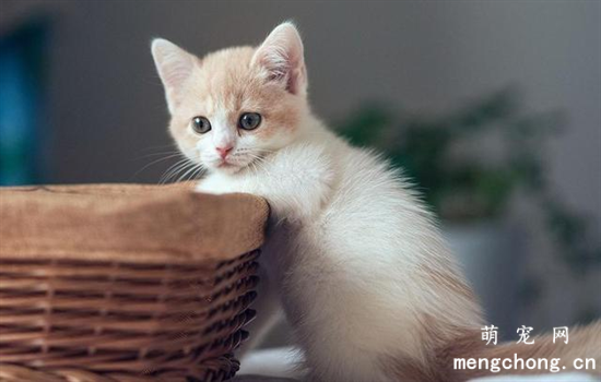 刚出生的小猫室内温度多少合适