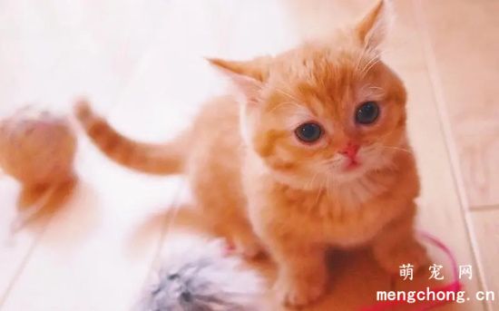 刚出生的小猫崽多少天能见阳光？