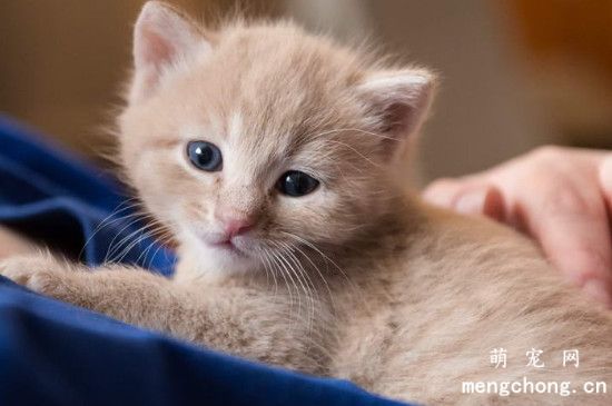 刚出生的小猫怎么人工喂养