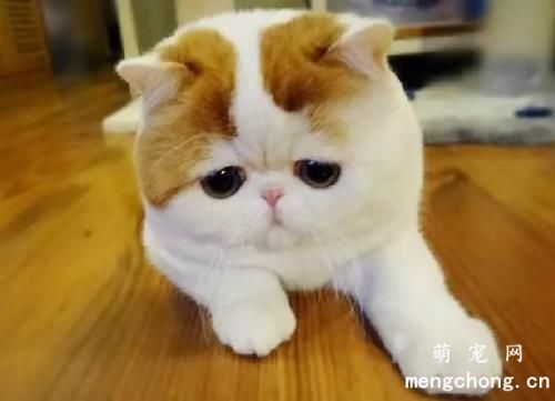 刚出生的小猫有跳蚤怎么办