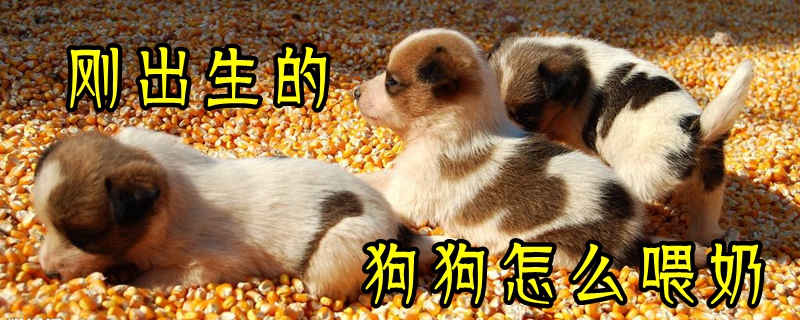 刚刚出身的狗狗怎样喂奶