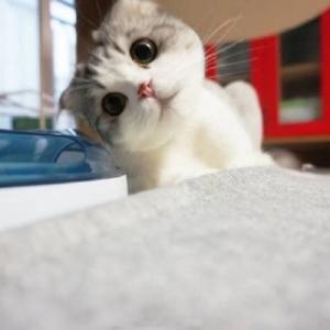 刚带回家的猫咪怎么养