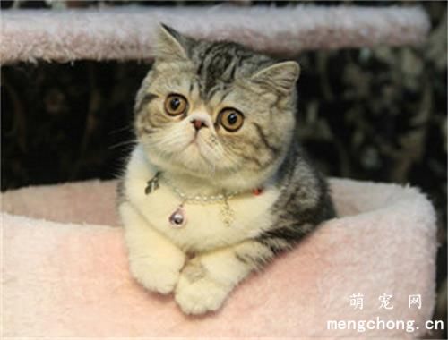 刚抱回来的猫猫怎么养？