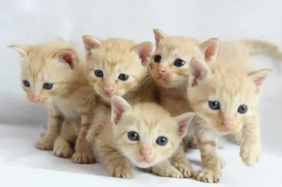 刚断奶的小猫吃什么