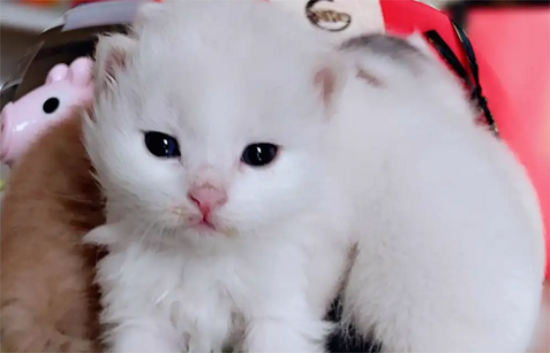 刚生完的小猫不吃奶怎么办