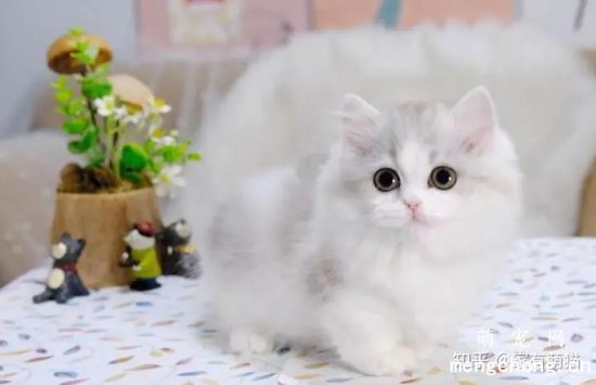 刚生的小猫不吃奶是怎么回事