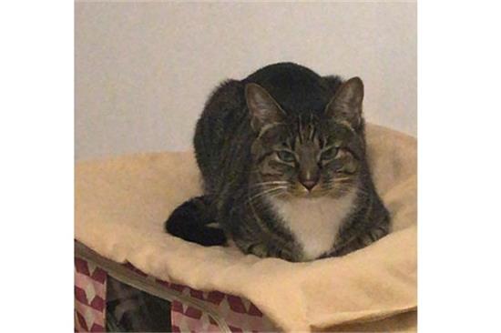 初养猫选什么猫比较好养