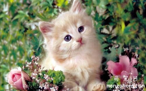 判断小猫是否健康的标志