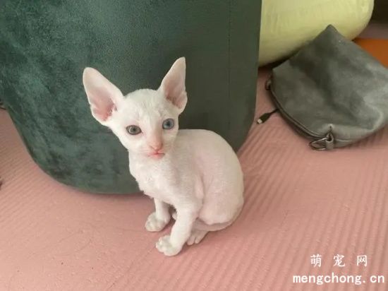 加拿大无毛猫（斯芬克斯猫）起源历史